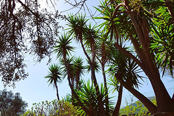 Grandes plantes dans le jardin de Andromeda Sifnos