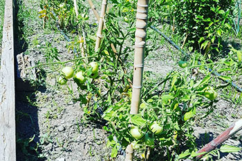 Plants de tomates à Andromeda dans Sifnos